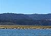 Harbor Seals in the Bolinas Lagoon