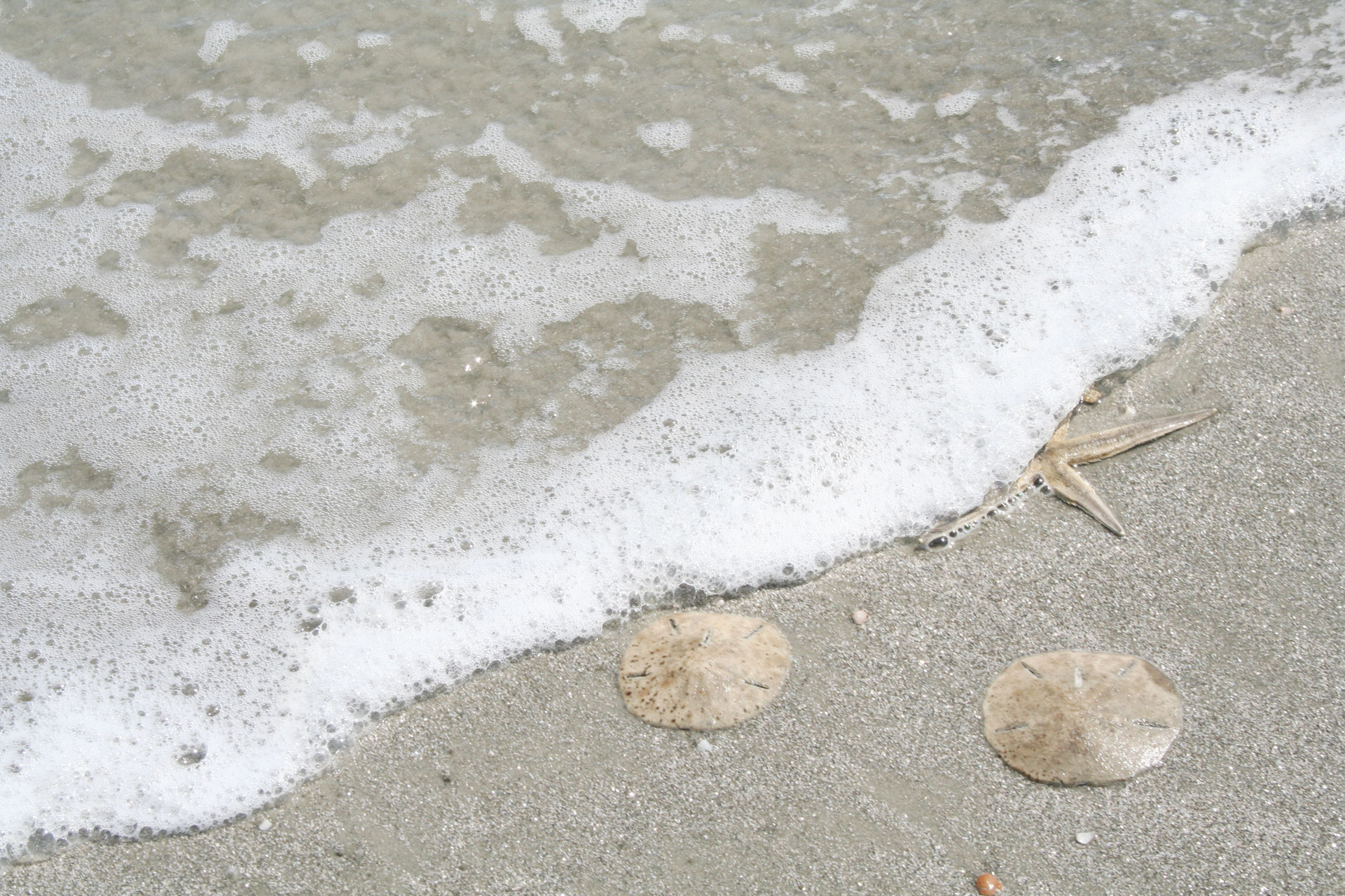 Admire Nature\'s beauty but remember these are Living Creatur