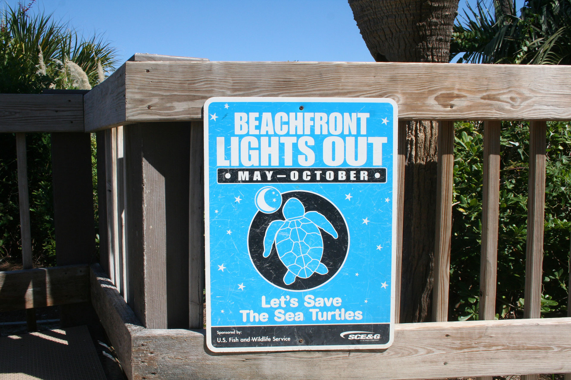 Sea Turtle Season runs from May thru October
