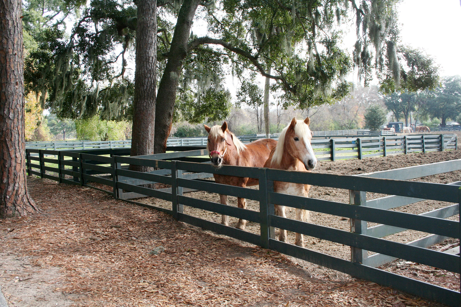 Bike easily to Lawton Stables