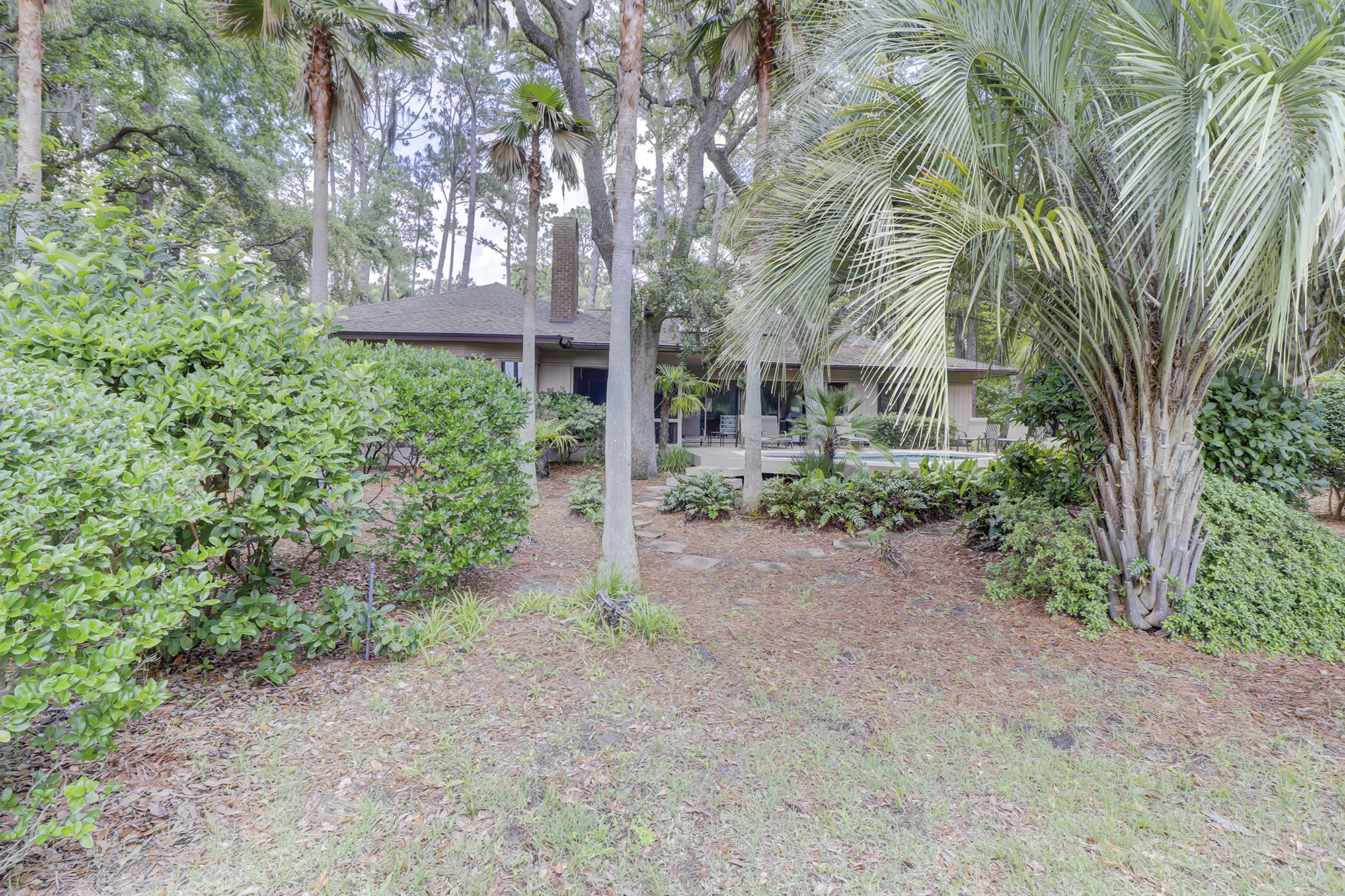 Willow Oak 2