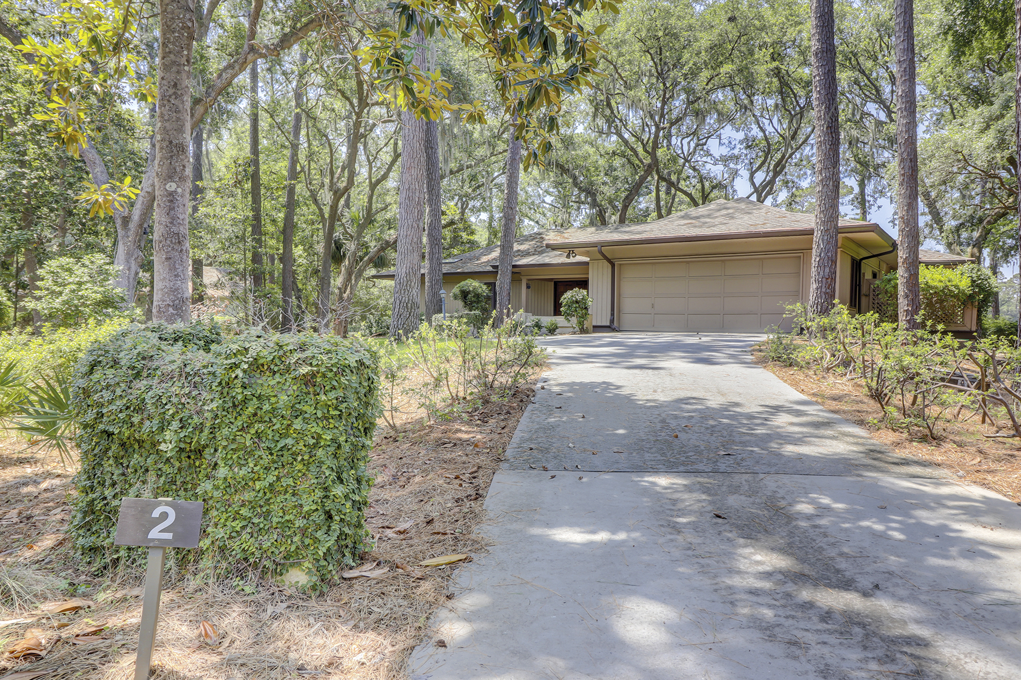 Willow Oak 2