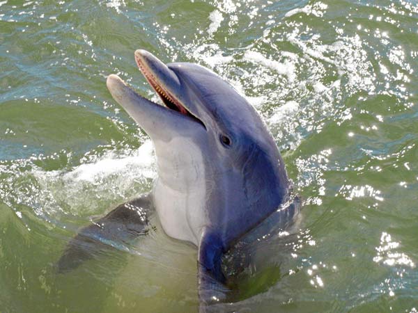 Watch for the Dolphins that Swim along our Shoreline each day!