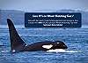 15% off whale watching tours