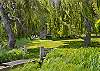 Relax under this beautiful willow tree