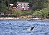 A baby orca, J-52, breaches right in front of the house.