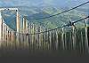 One Free Adult Admission INCLUDED with each Reservation to Adventure Park Ziplines, Crave Golf Club, and Gatlinburg's SkyLift
