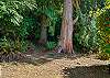 Backyard with Firepit and picnic table and nature trail. 