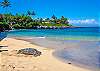 Kahana Sunset Honu