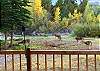 Deer In The Yard