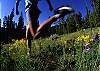 Walk to Nearby Hiking Trails