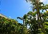 Lush and tropical landscaping