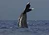 Magnificent humpback whales