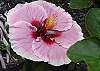 Hibiscus to greet you every day!
