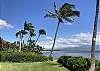  Swaying palm trees in the heart of paradise 