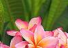 Maui inspired photo.