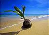 Maui inspired photo.