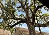 Huge Live Oak Tree on the patio