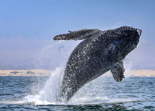 Molly's Beach House  - 227Park