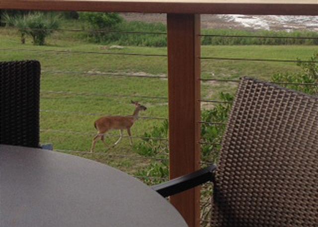 Deer in the Morning.