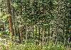 Exterior-
Wooded area located behind the home.