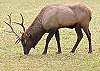 Elk grazing in a field. 