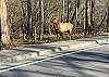Elk near the Cabin 