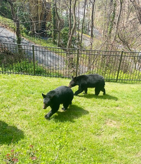 2bd/2bth/3Pools/BearSightings | Photo 11